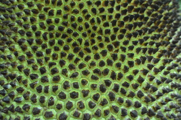 Background and texture of black prickly jackfruit