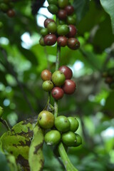Details of the yellow, green and red coffee cherries