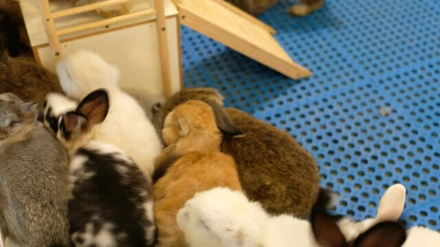 rabbit, bunny pet, animals
