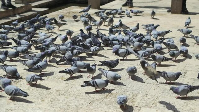 Lots of gray city pigeons, feral doves eating bread crumbs. Large number of common town birds feeding on breadcrumbs on the ground. 4K.