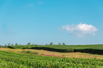 Huge green tea field in Jeju Island