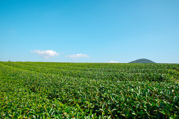 Fototapeta na wymiar Huge green tea field in Jeju Island