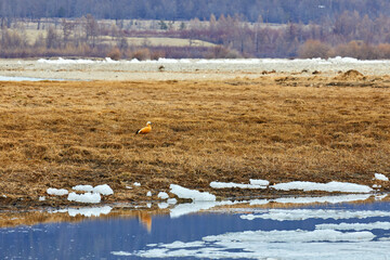 Red duck in the wild on the lake shore