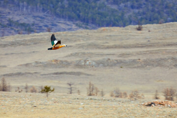 A red duck flies against the background of mountains