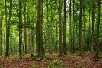 Obrazy na Plexi  Widok na las zazieleniony wiosną. Drzewa iglaste i liściaste, ścieżki i przecinki, wycięte drzewo