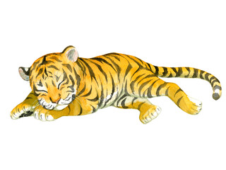 Fototapeta na wymiar A sleeping baby tiger painted in watercolor
