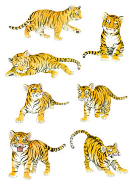 A set of baby tigers painted in watercolor
