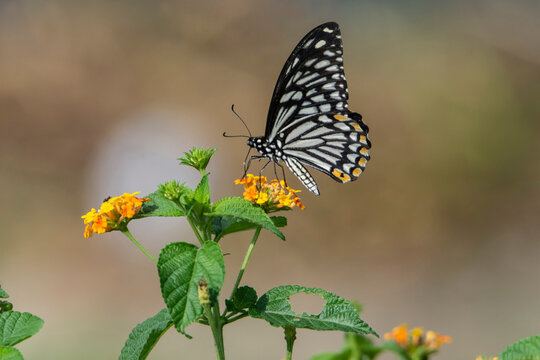 Common Mime Butterfly (papilio clytia)  resting on a lantana flower, Seen in a India.
