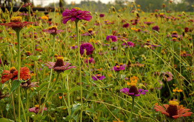 A field of colorfull Common Zinnia flowers (Zinnia elegans L) selective focus..