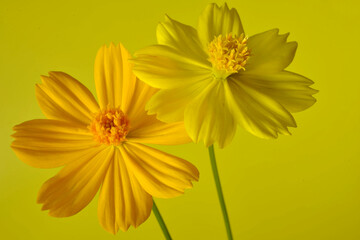 Two shades of yellow Cosmos flower on a yellow background. Wall art....