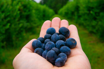Blueberries In Hand On Perfect Farm