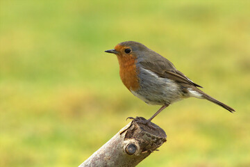 European robin, Erithacus rubecula, or robin redbreast, perched on a cut branch with a green background. Selective focus on the forground.