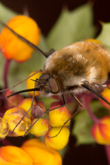 Bee Fly (Bombylius Major) collecting nectar on orange flowers