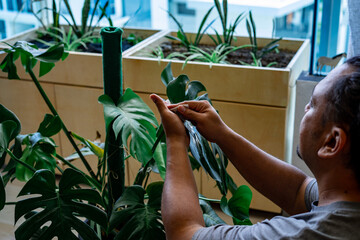 Cleaning the houseplant leaves, taking care of plant Monstera using a cotton sheet. Home gardening.