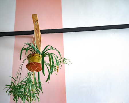 Beautiful Spider Plant hanging from a wooden bracket on the wall.