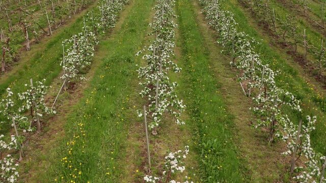 Closeup aerial moving forward above row of blooming apple trees - Hardanger Norway farmland aerial