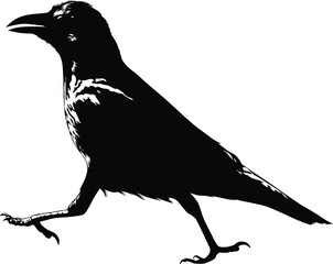 Black and white image of a walking crow vector illustration