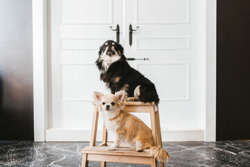 Two cute Chihuahua dogs are sitting on a wooden stool on the marble floor against the background of a large white door. Photo shoot for your favorite pets