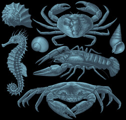 Sea creatures. Design set. Editable hand drawn illustration. Vector engraving. Isolated on black background. 8 EPS - 442050127