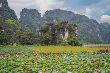 Fototapeta na wymiar The panorama of lotus ponds in peaceful and quiet countryside. This is the flower of the Buddha and is useful for human food