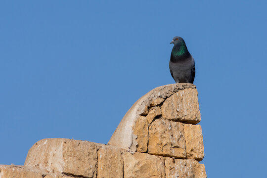 Pigeon