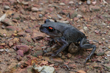 A red-eye AmaZing frog walking on the ground