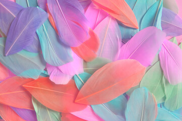   feathers  in pastel colors.Feathers texture. 
  Variegated  feathers surface Beautiful natural bright background.mottled Feathers 