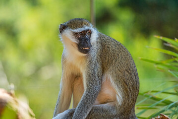 Monkeys at the Werribee Zoo Melbourne