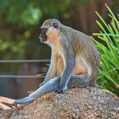 Monkeys at the Werribee Zoo Melbourne
