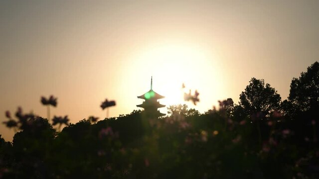 レンゲ畑・寺(五重塔)の夕景