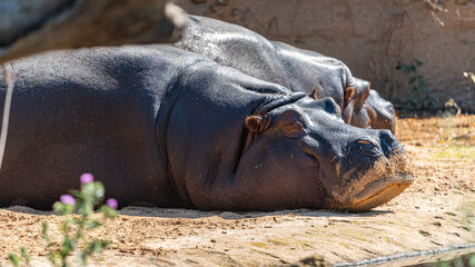 Fototapeta premium Hippo at the Werribee Open Range Zoo Melbourne