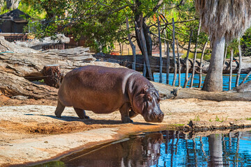 Hippo at the Werribee Open Range Zoo Melbourne