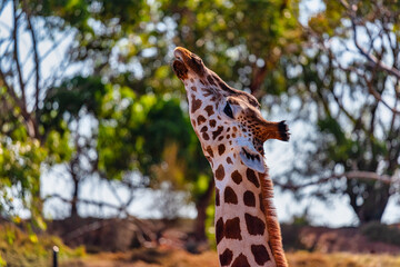 Fototapeta premium Giraffe at the Werribee Open Range Zoo Melbourne