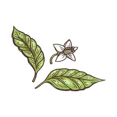 Flower and fresh leaves of chili pepper engraving vector illustration isolated.
