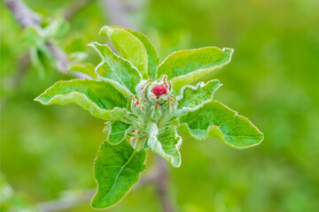 りんごの花の蕾