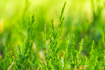 Green branches and young leaves of a thuja tree.