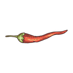 Naklejka premium One pod of red hot chili pepper, color engraving vector illustration isolated.