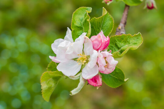 りんごの花 Images Browse 302 Stock Photos Vectors And Video Adobe Stock