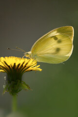 Honey-picking yellow butterfly