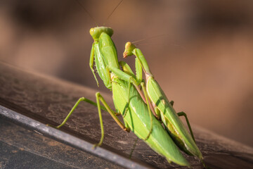 Mating of a pair of praying mantises. Close up of pair of European mantis or Praying mantis copulating in nature.