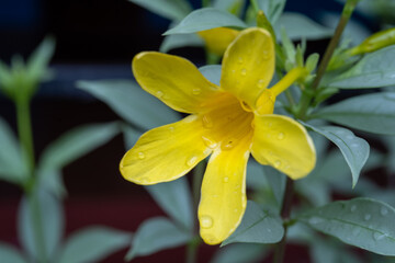 Yellow flowers  close-up macro with soft focus on a meadow in nature. Yellow flower on blurred background nature.