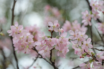 Fototapeta na wymiar a close up of Cherry Blossom at hong kong tko park