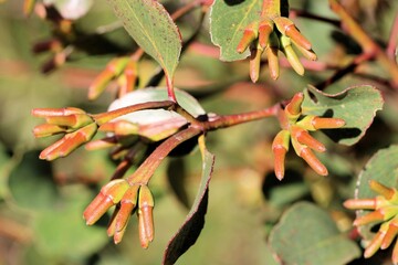 Buds of Round-leaved Moort tree (Eucalyptus platypus), South Australia