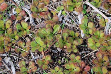 Scented Sundew (Drosera aberrans), carnivorous plant, South Australia
