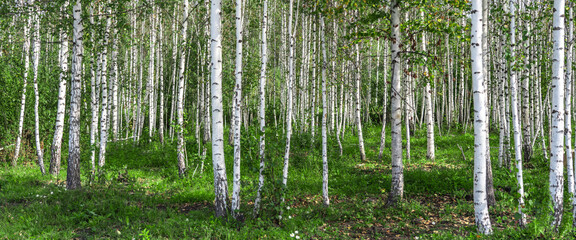 young birch forest at early spring, panoramic shot