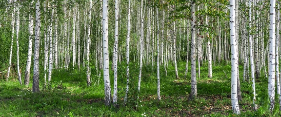 Printed roller blinds Birch grove young birch forest at early spring, panoramic shot