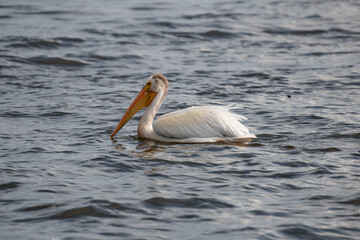 A Pelican in the Mississippi River 