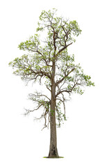 Obraz premium Isolated green tree on white background, Trees isolated on white background, tropical trees isolated used for design, advertising and architecture.