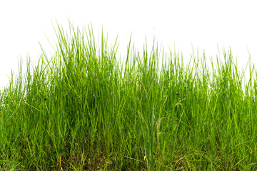 Imperata cylindrica Beauv, of  green grass in nature, isolate on white background.