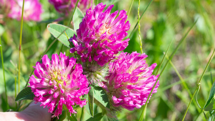 Blooming red clover flowers in the meadow, close up, selected focus.